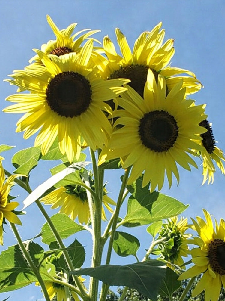 Lemon Yellow Sunflower