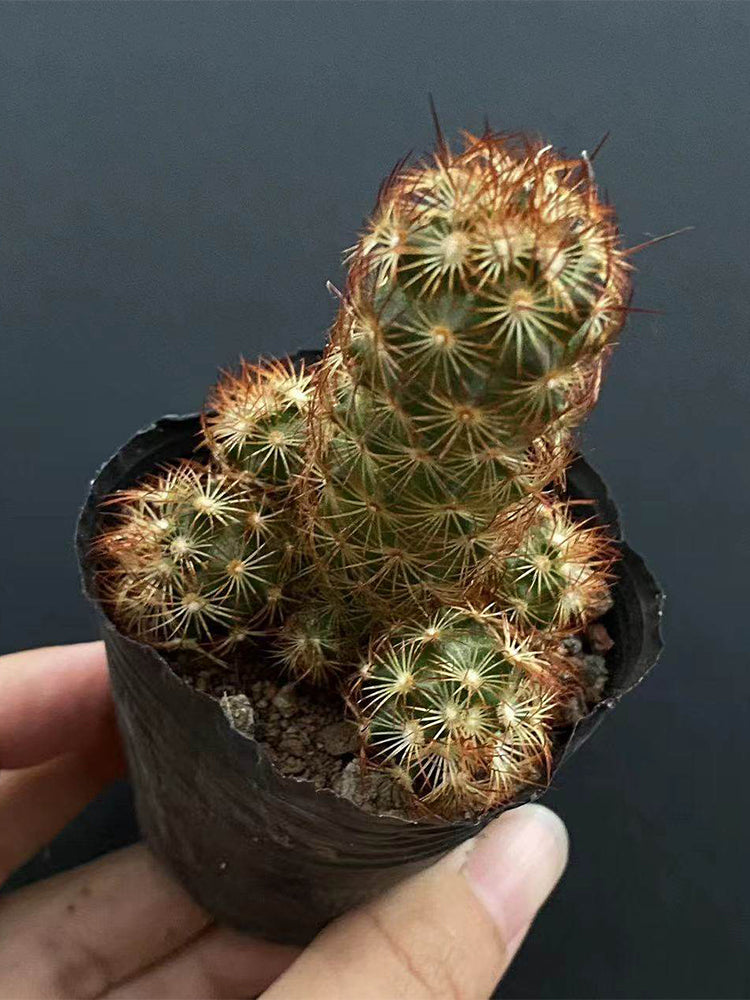Mammillaria elongata