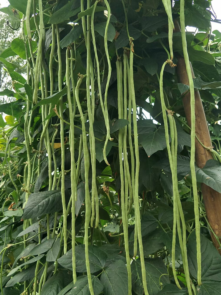 'Jiangshan Sijin' Cowpea