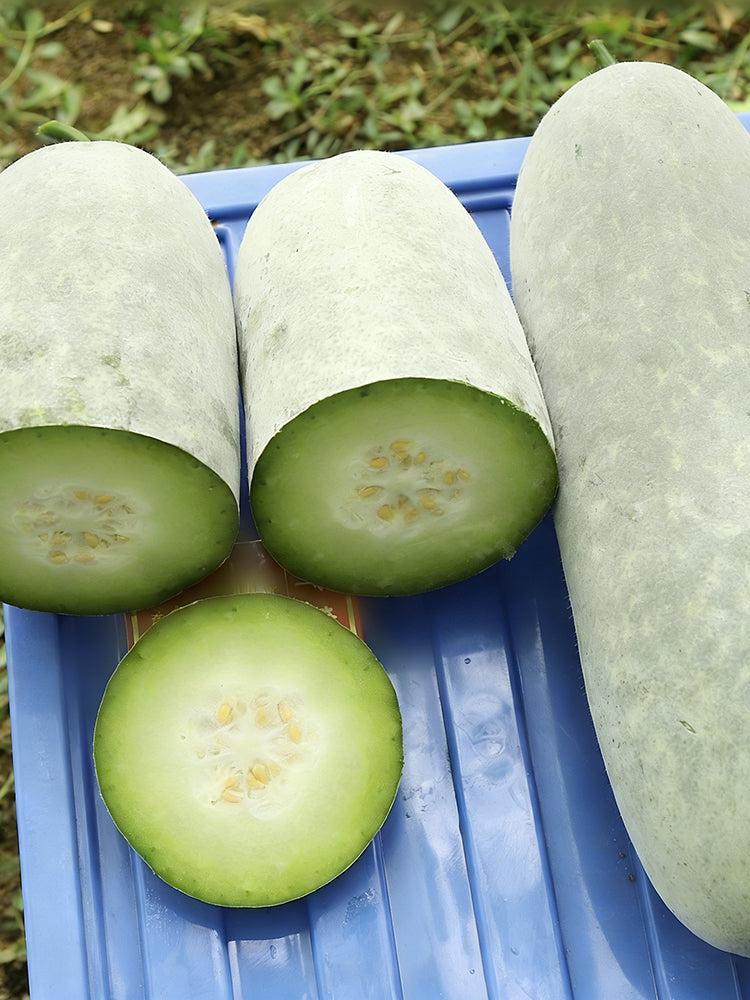 Baocui F1 Hybrid Hairy Gourd