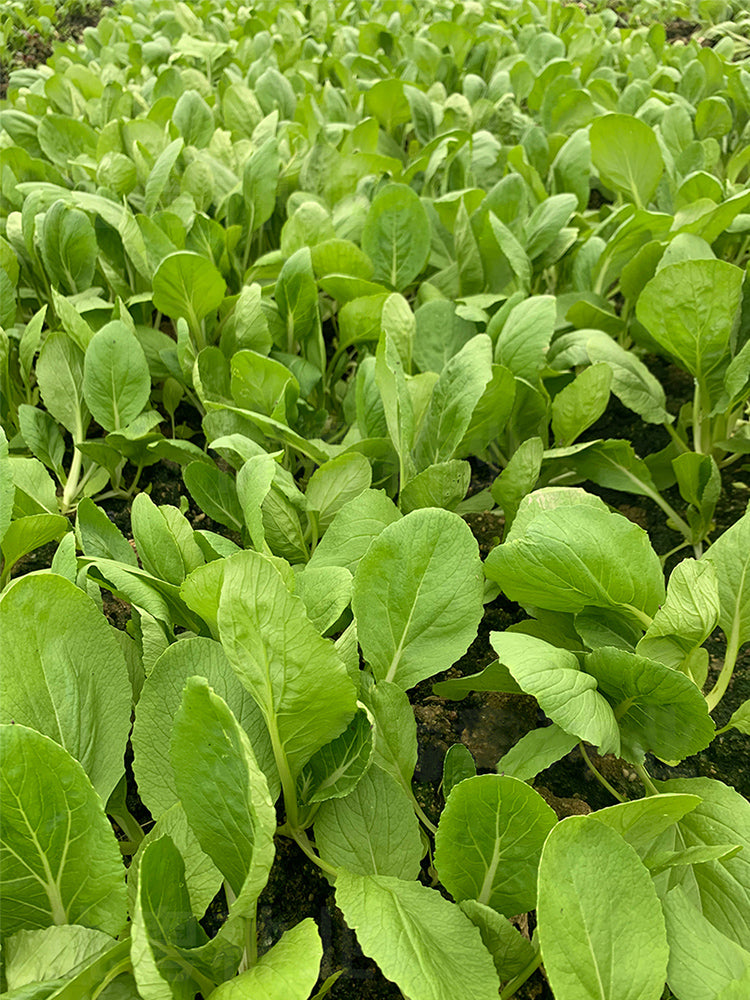 Tianfei Beautiful Pakchoi