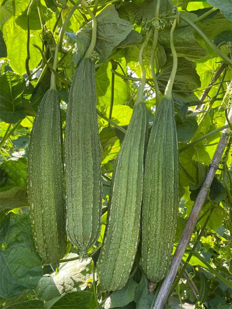 Meiling No.1 Luffa