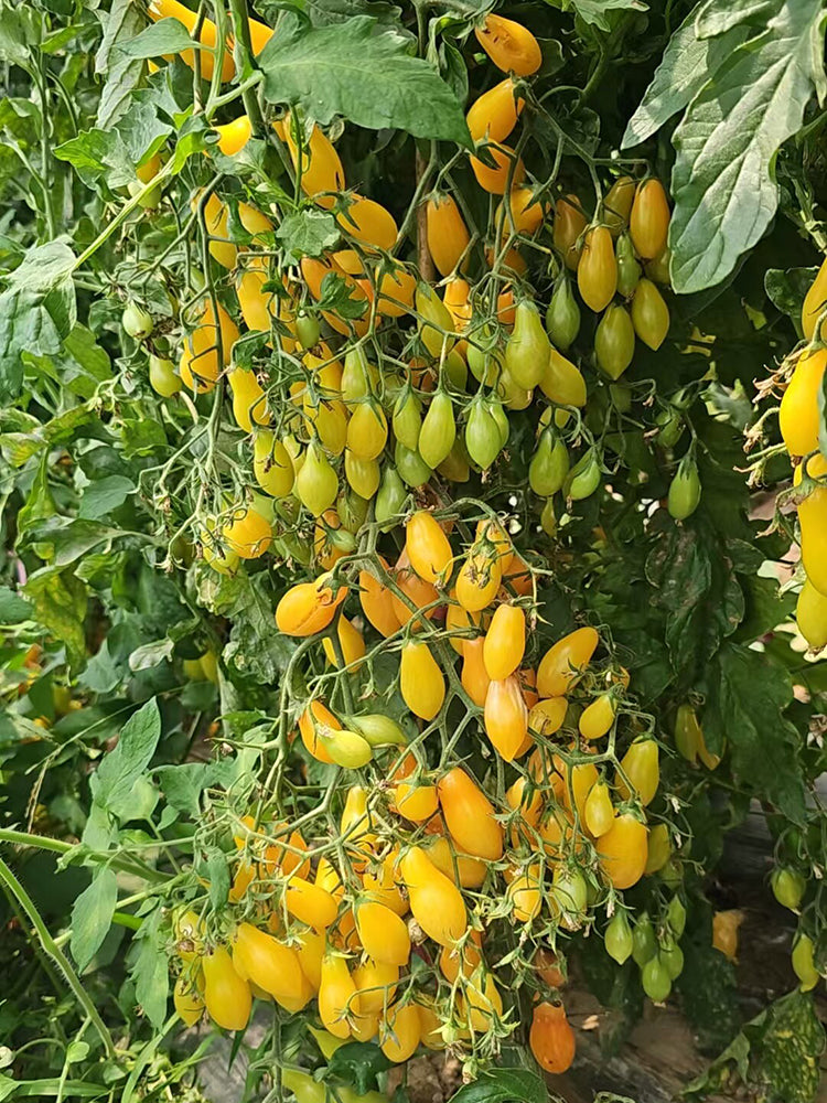 2025 Sweet Auntie F4 Tomato