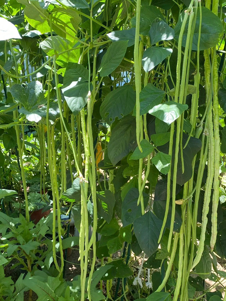 Heimei No. 1 Cowpea