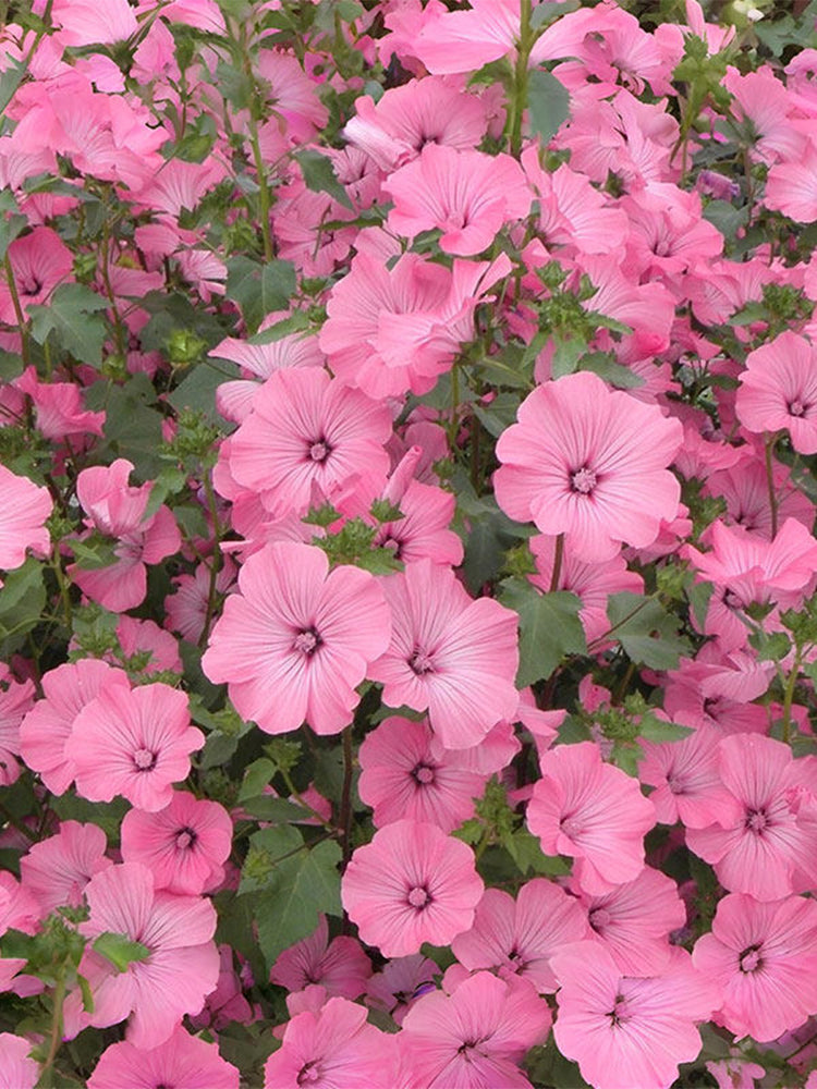 Hezhichun Rose Mallow