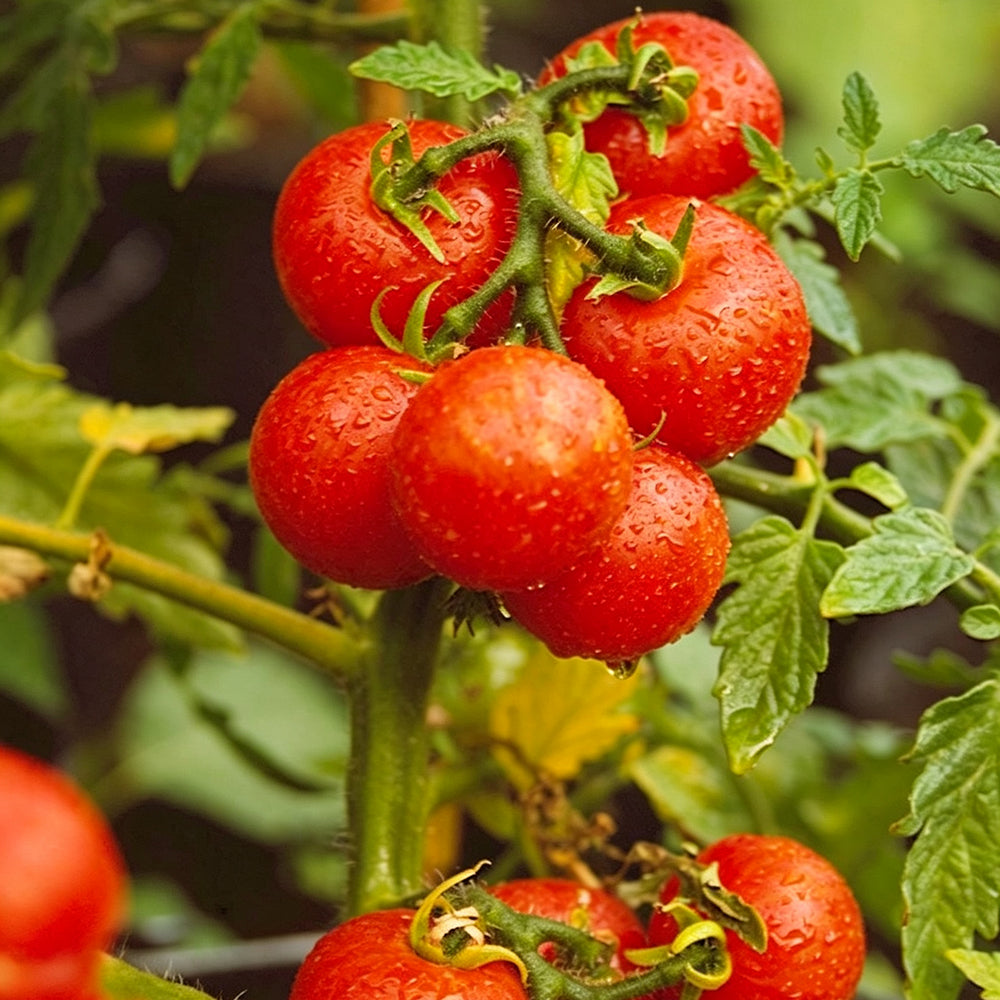 770 Sweet Tiny Tiger Tomato
