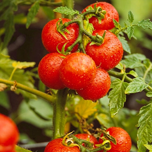 770 Sweet Tiny Tiger Tomato