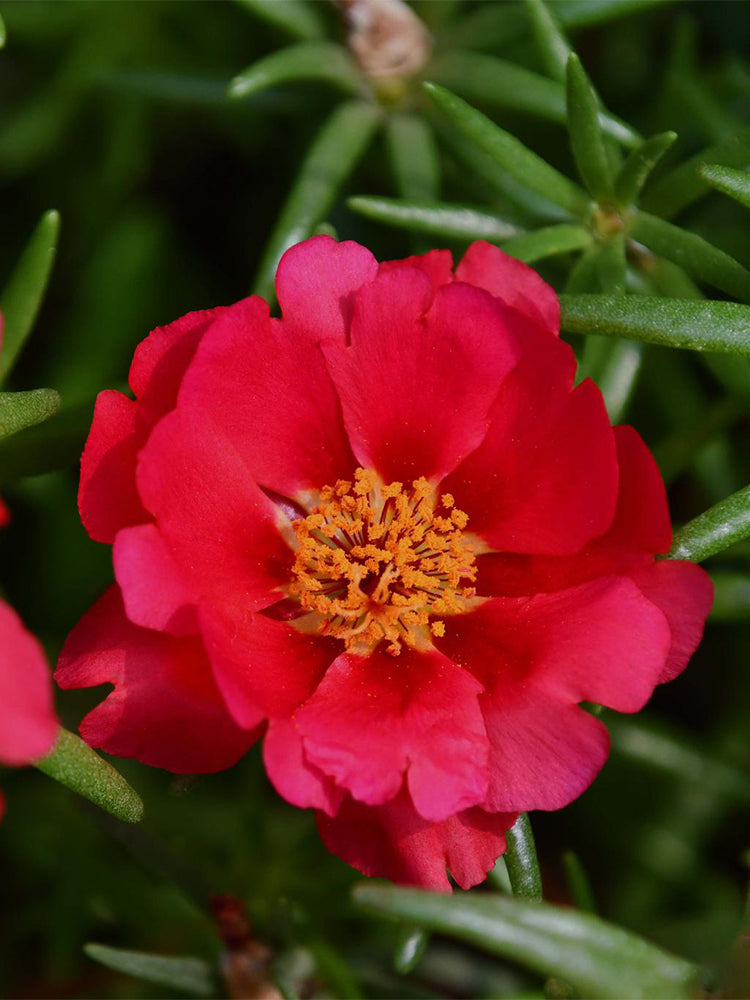 Hezhichun Red Moss-Rose Purslane