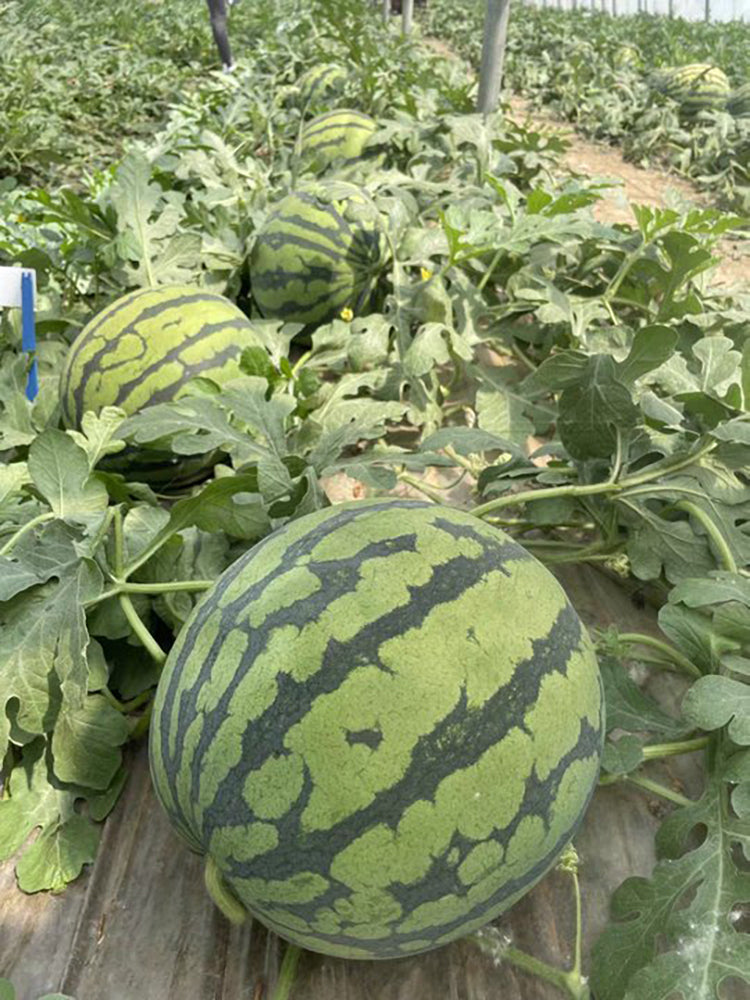'Xia Shi No.1' Hybrid Watermelon