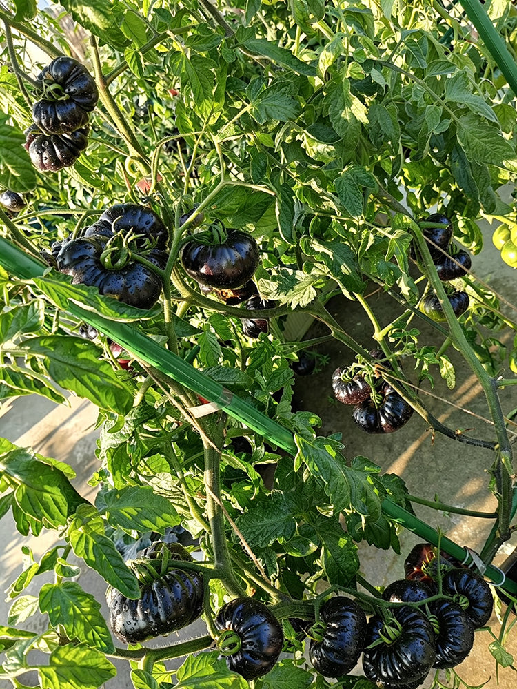 868 Brilliant Sun Tomato