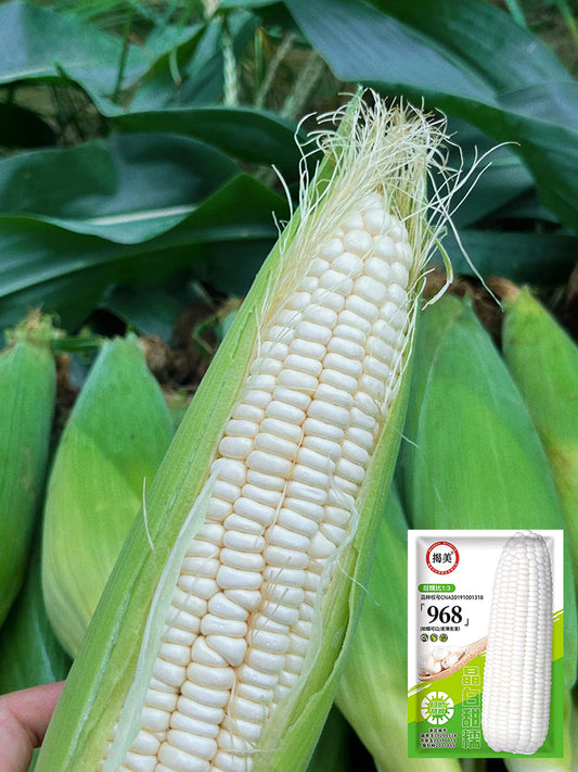 Jingbai Sweet-Waxy 968 Corn