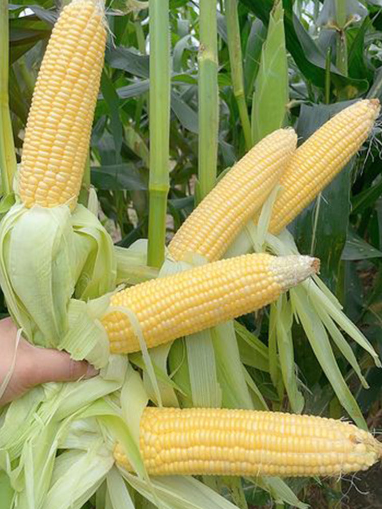 Zhongnongtian 488 Sweet Corn