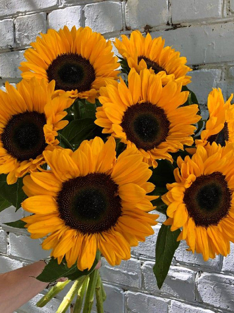 'Little Black Bear' Ornamental Sunflower