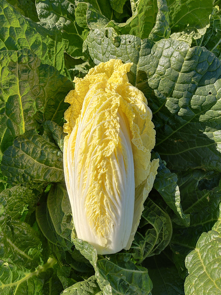 ‘Golden Pearl’ Baby Cabbage (Brassica rapa subsp. pekinensis)