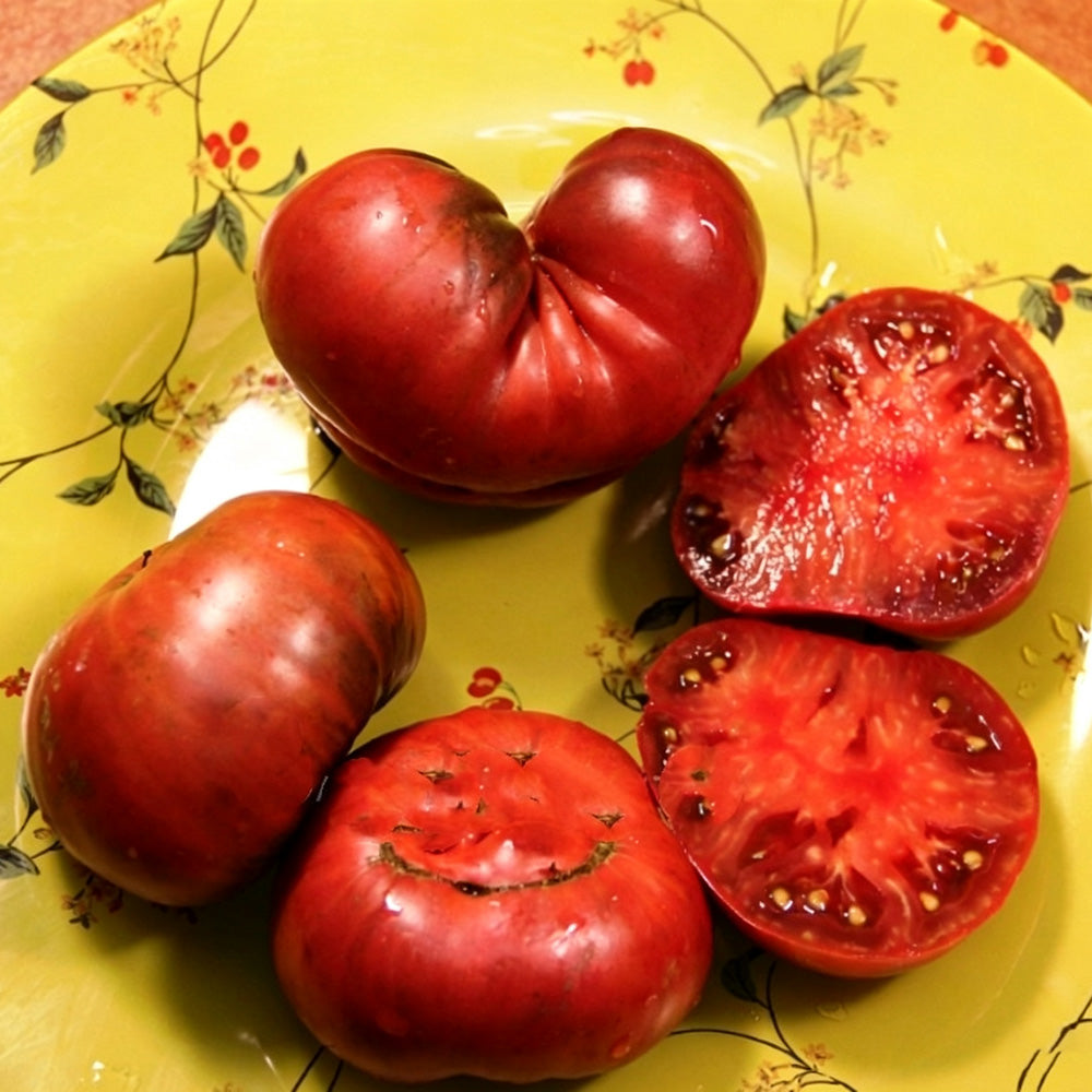 588 Boronia Tomato