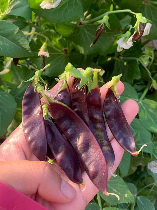 Purple-Podded Snow Pea