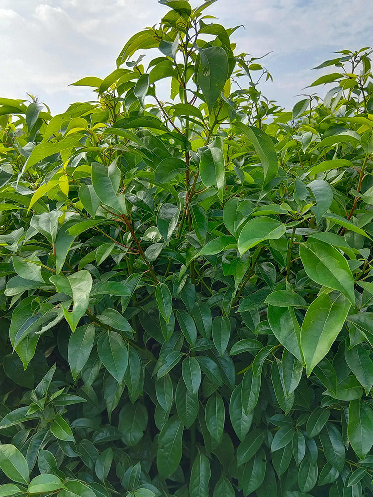 Small Leaf Camphor Tree