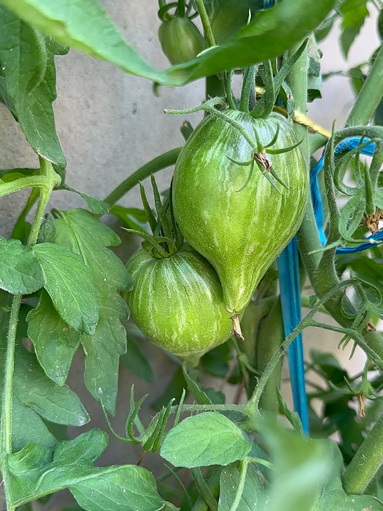 'Eden's Garden No. 6' Tomato