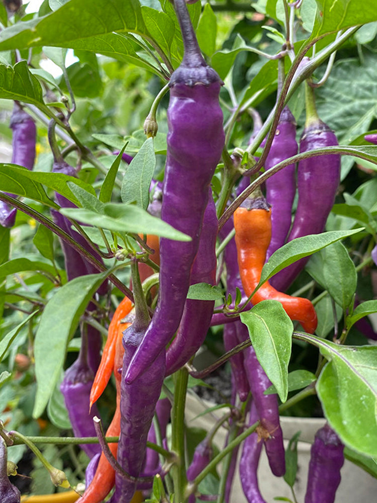 Cayenne Purple Pepper