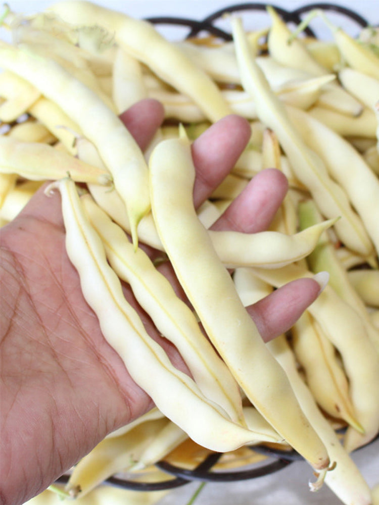 Golden Hook Kidney Beans