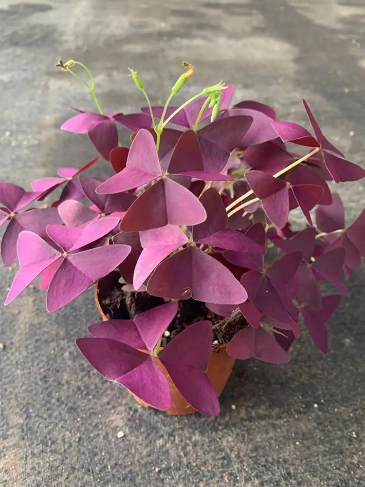 Oxalis triangularis 'Purpurea'