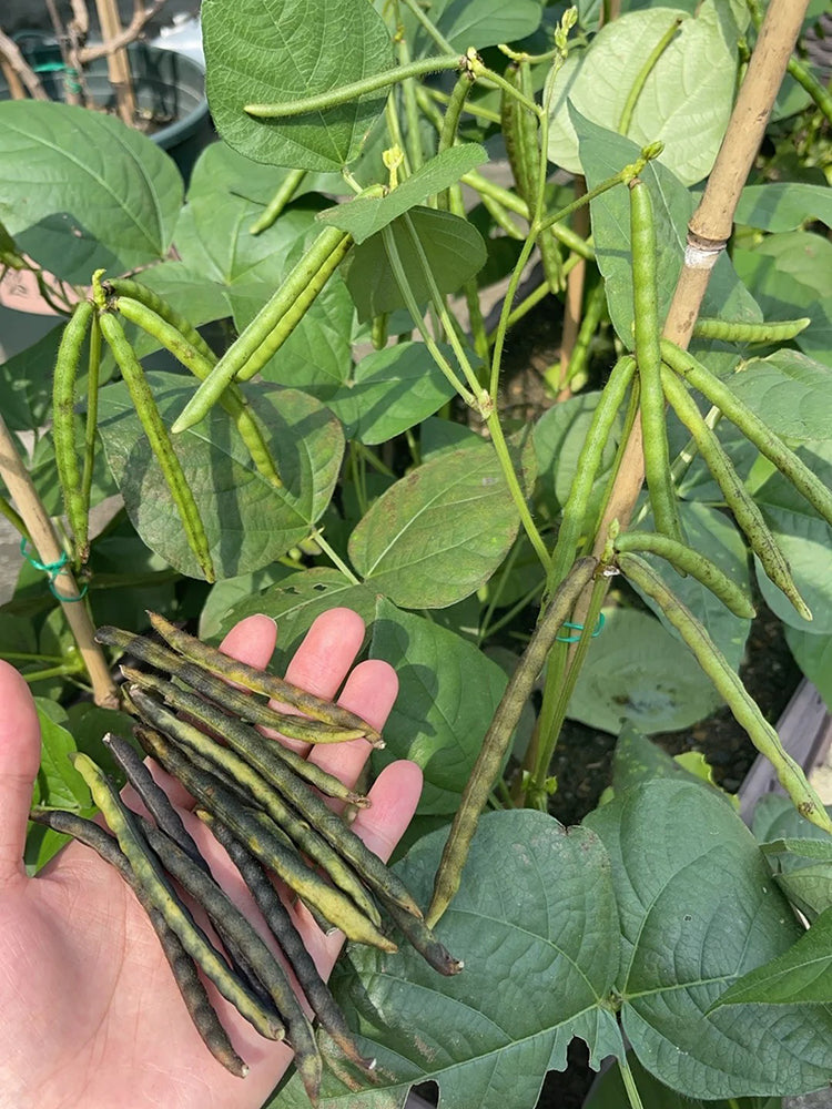 'Fenlüdou No.3' Mung Bean