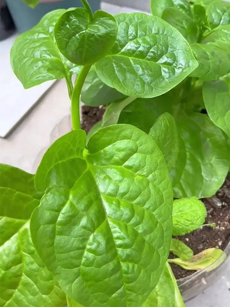 Large-Leaf Malabar Spinach