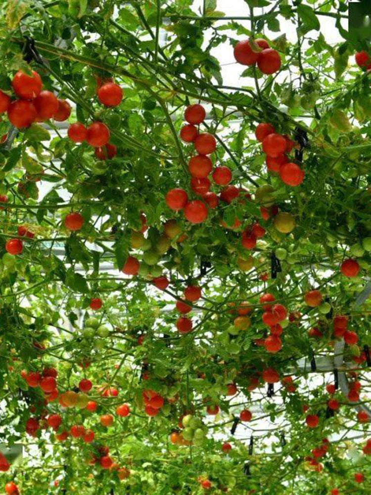 Shouguang Tomato Tree