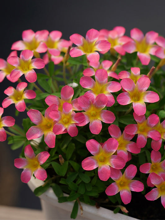 Oxalis Candy Box Series - 'Pomegranate'