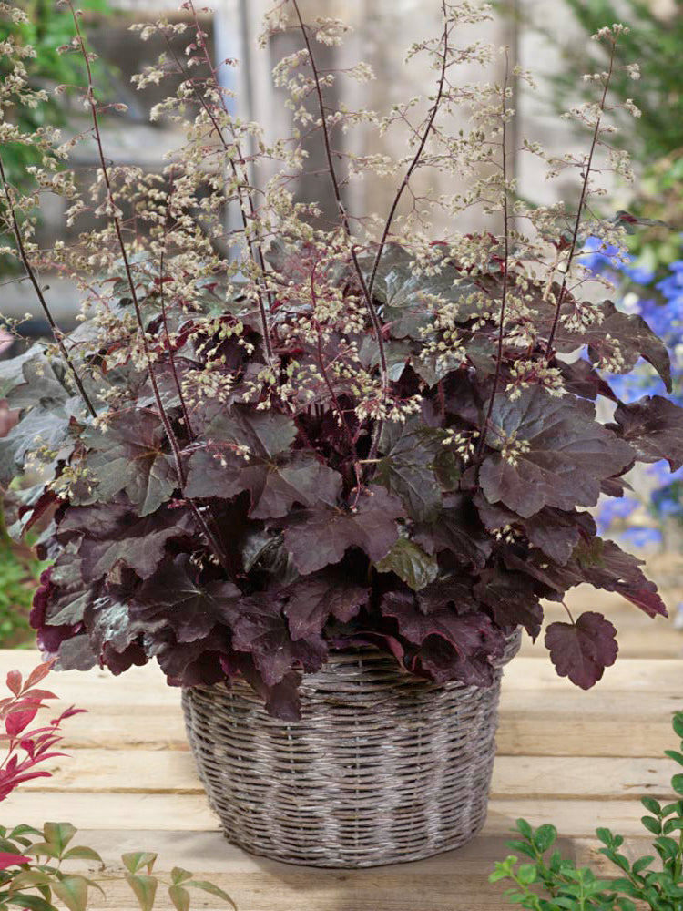 Purple Palace Heuchera