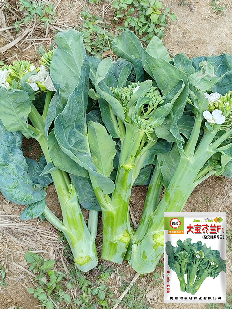 DaBao Chinese Kale
