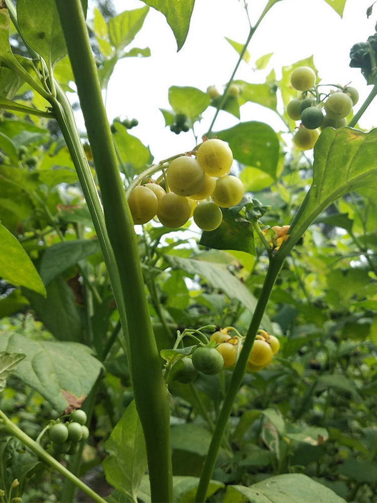 "Jinlong" Yellow Nightshade Berry