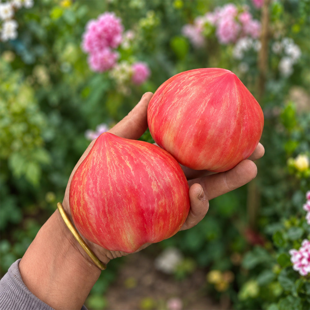 278 Red Dragon Heart Tomato