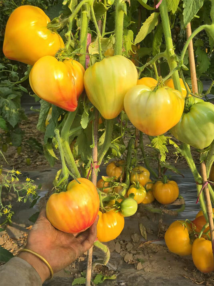 Fairy Rainbow Tomato