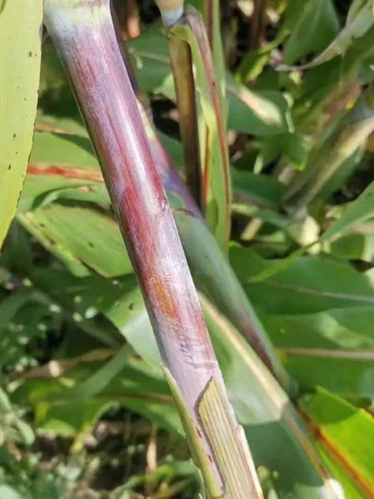 Supersweet Violet Sweet Sorghum