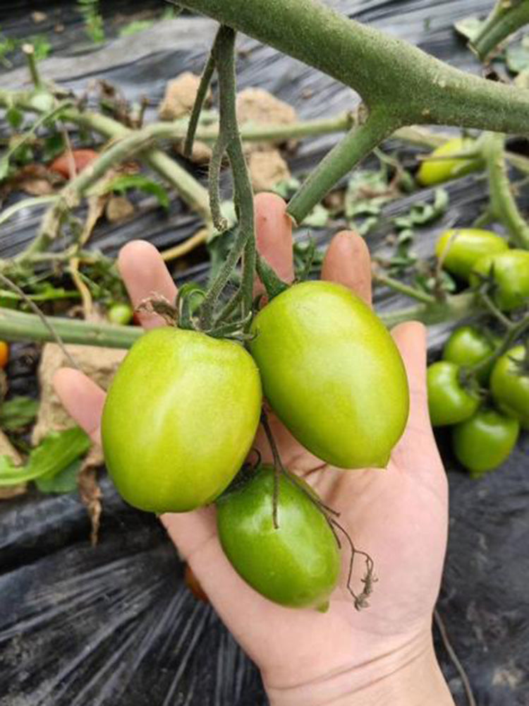 Kiwi Tomato