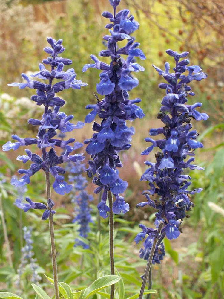 Blue Sage