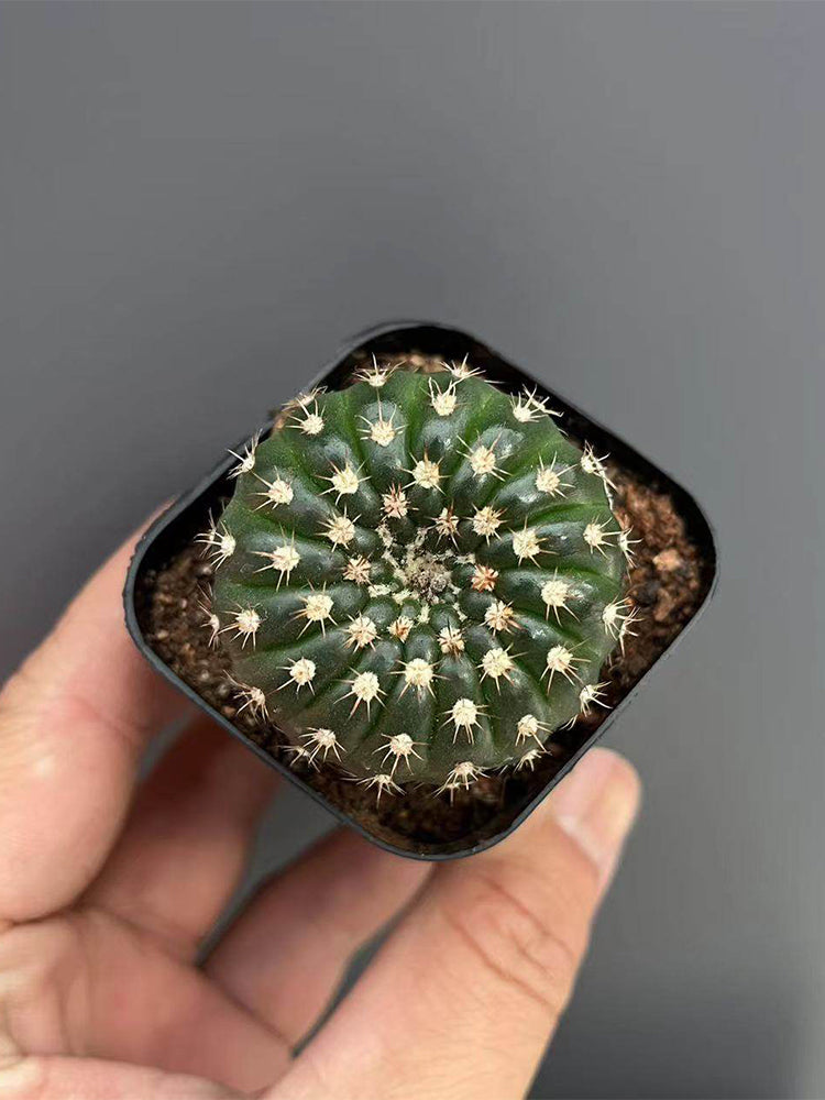 Parodia crassigibba