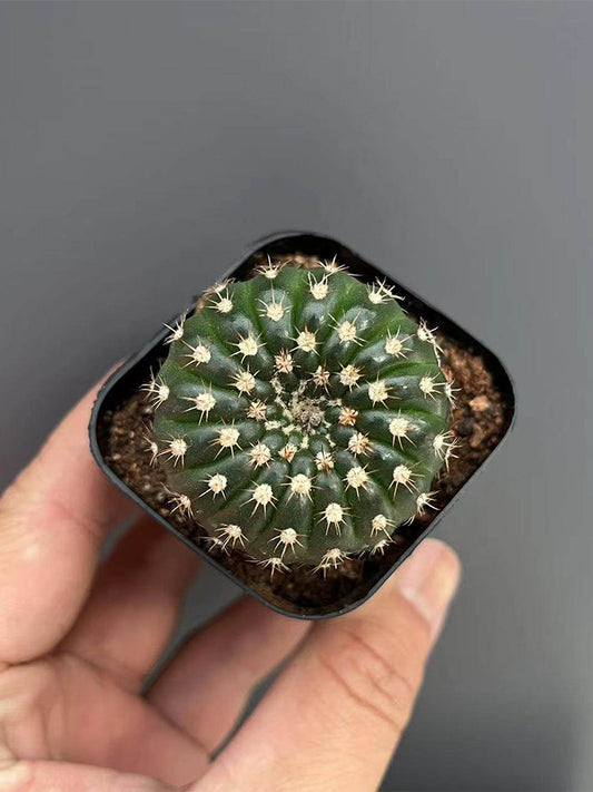 Parodia crassigibba