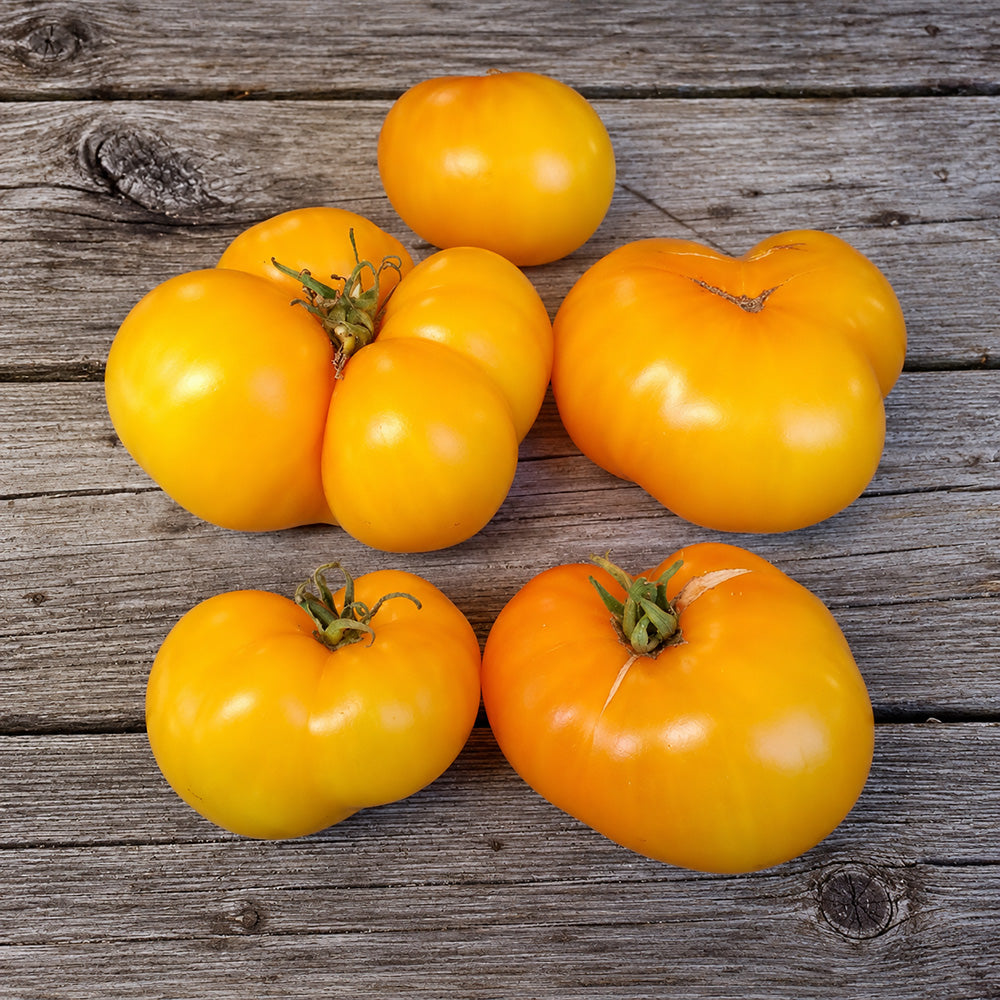 355 Dwarf Jackass Yellow Tomato