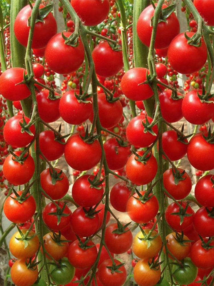 ‘Millennium’ Cherry Tomatoes