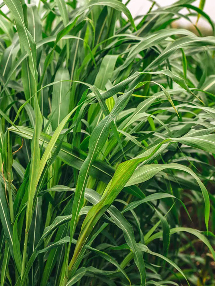 Sudangrass