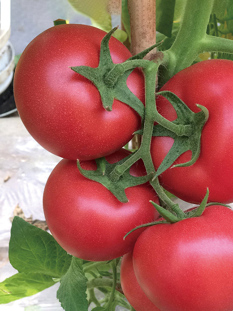 Kuwait No.4 Pink Tomato Hybrid Seeds