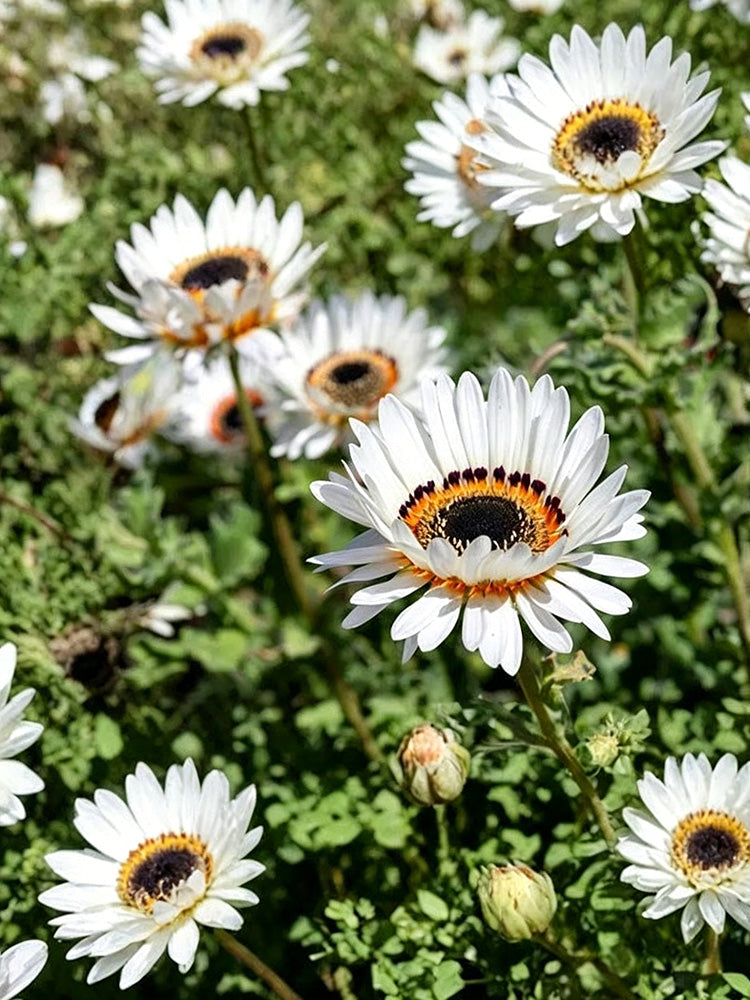 Double White Cape Daisy