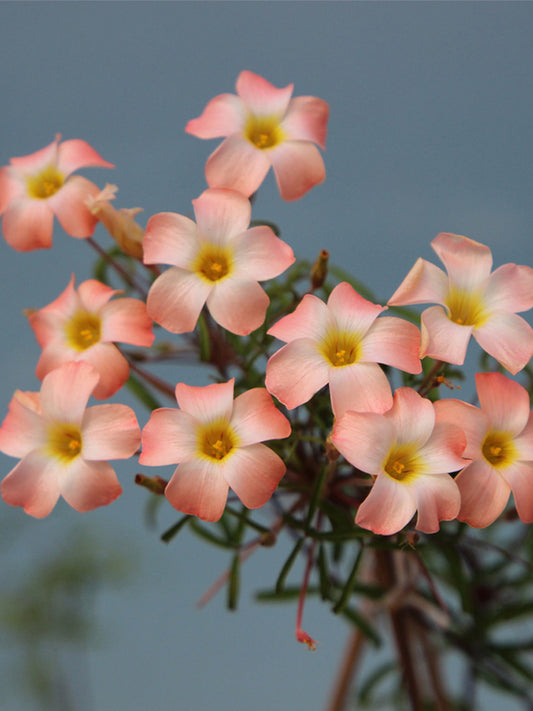 Oxalis obtusa Series Bulb - 'Lunar Halo'