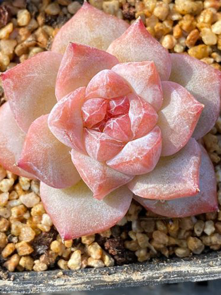 Echeveria cv. 'Pink Diamond'