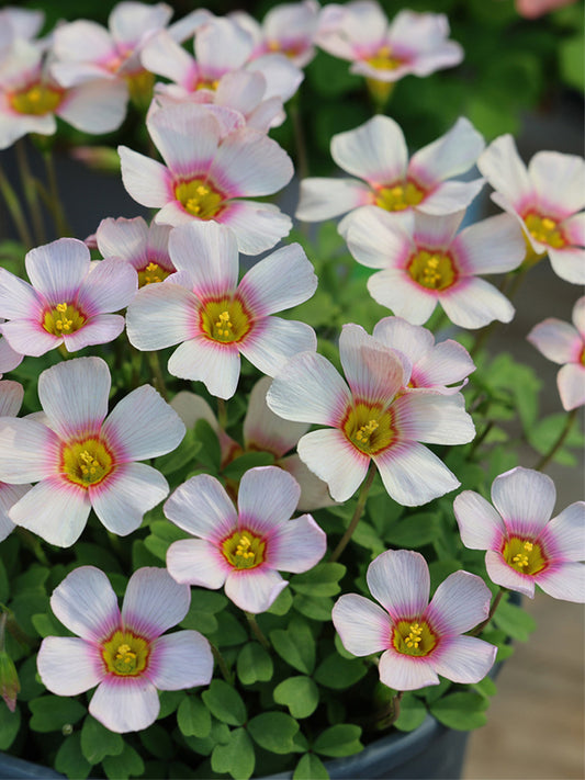 Oxalis obtusa Series Bulb - 'Apollos'