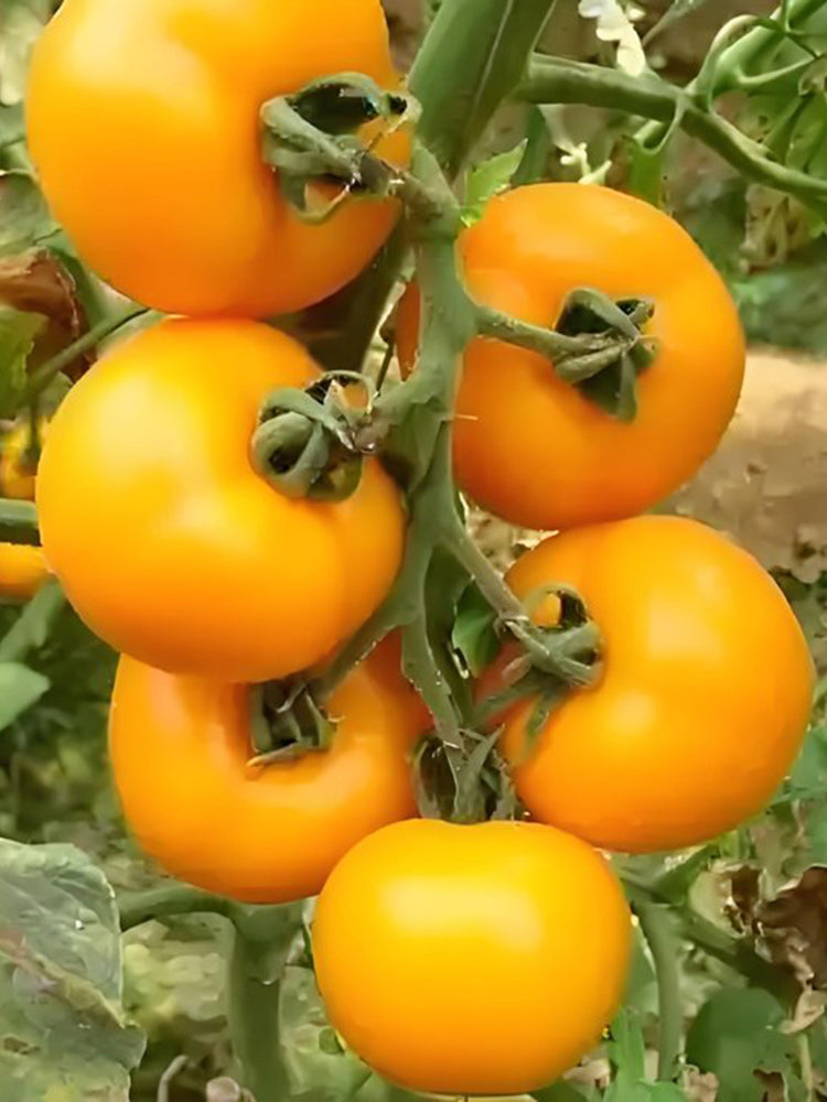 'Golden Apple' Big Yellow Tomato