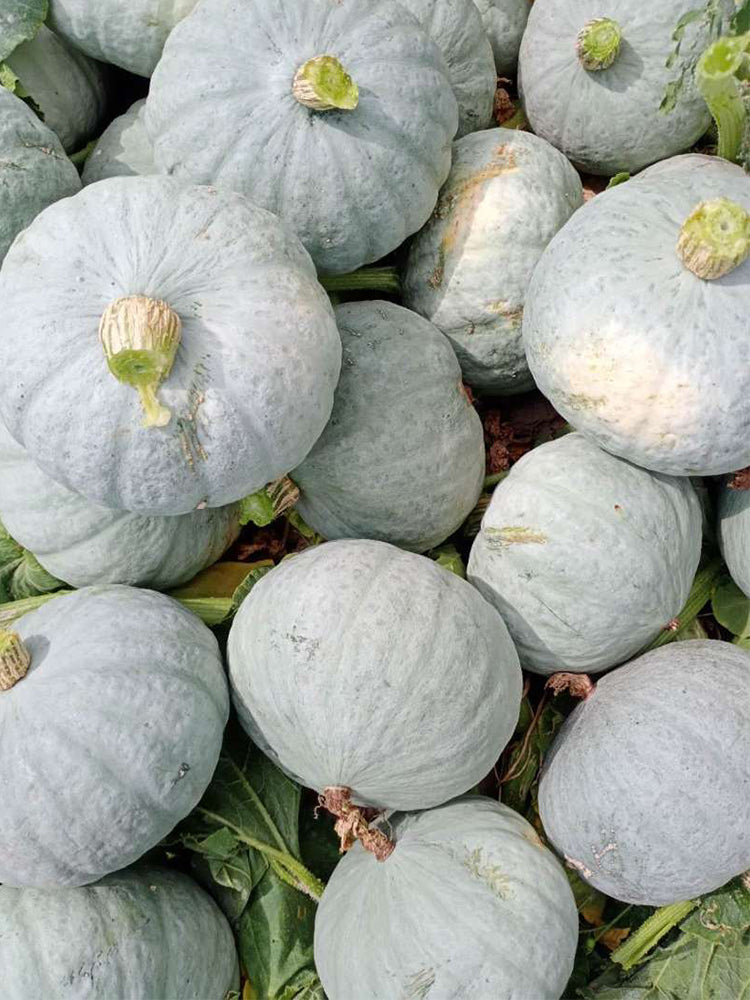 'Jiemei' Silver Chestnut Pumpkin