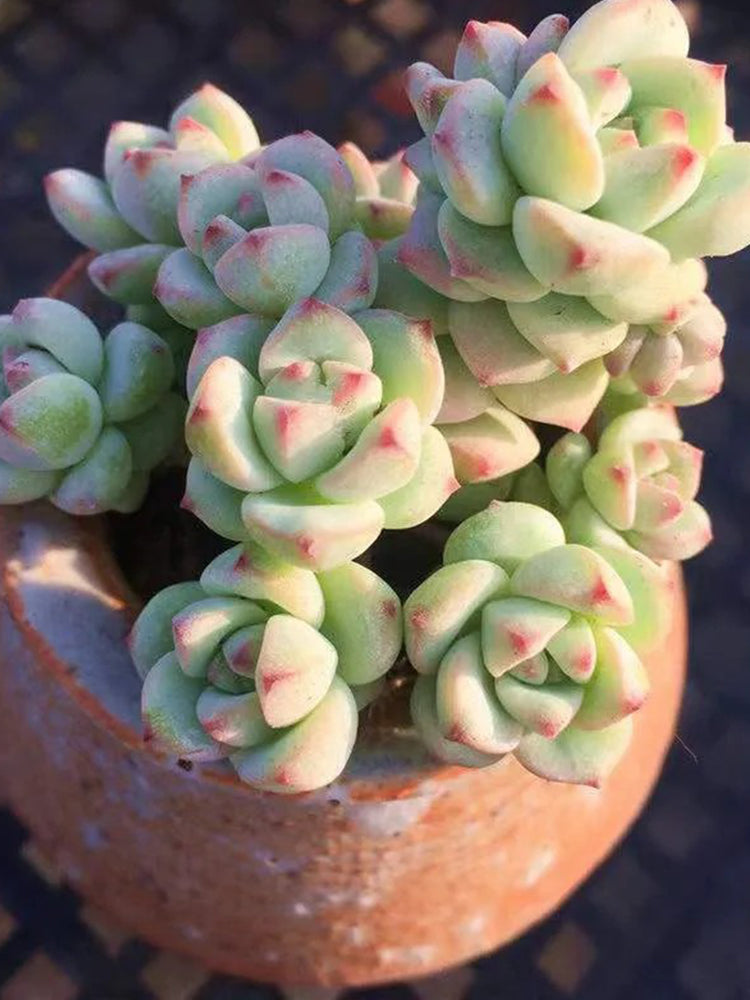 Echeveria Caramel Spirit
